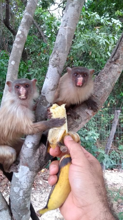 Chacara Pousada Sagui Cuiaba  Ngoại thất bức ảnh